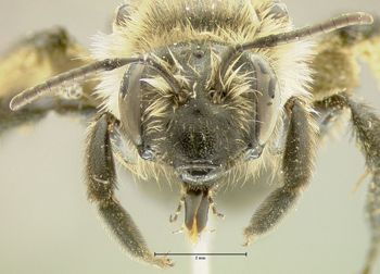 Media type: image;   Entomology 609596 Aspect: head frontal view
